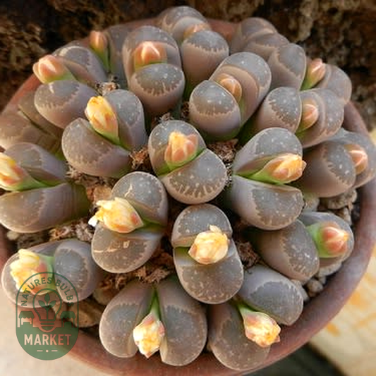 Lithops olivacea var nebrownii