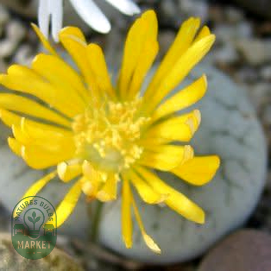Lithops pseudotruncatella ssp archerae