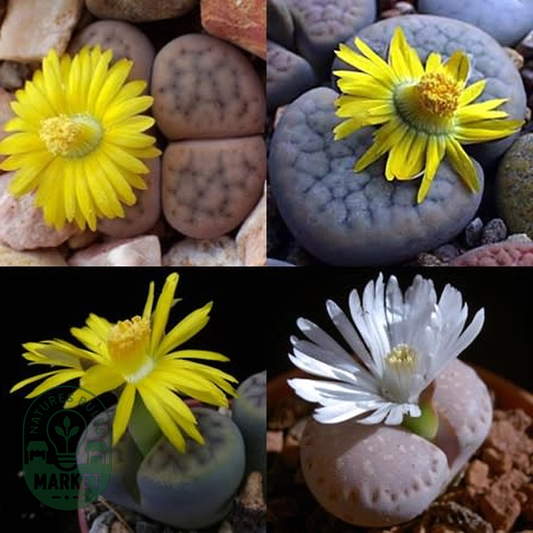 Lithops schwantesii Mixed Forms