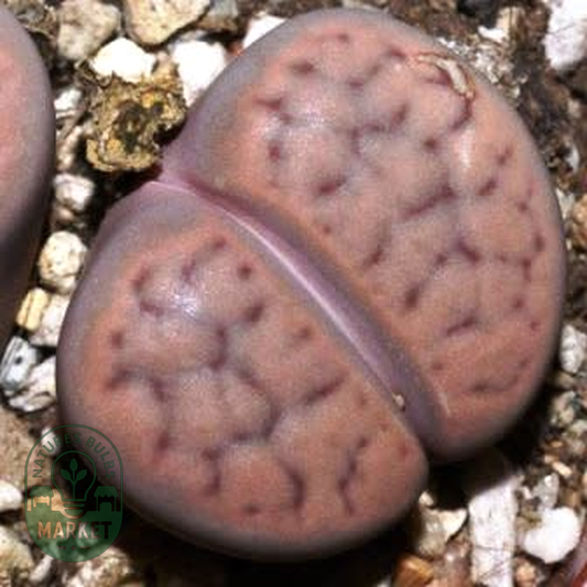 Lithops schwantesii ssp schwantesii var marthae