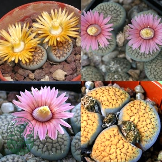Lithops verruculosa Mixed Forms