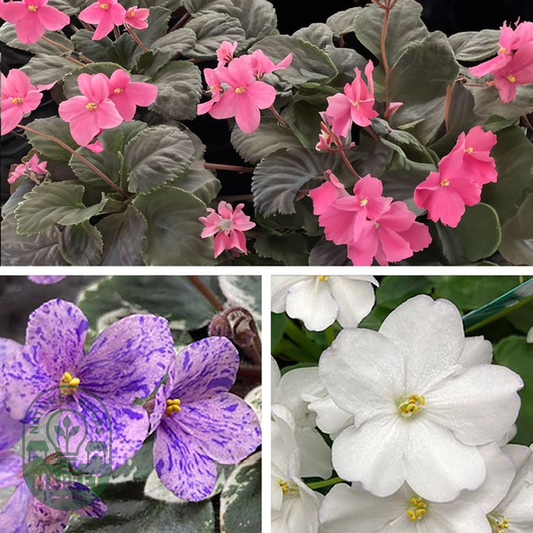 Little Gems African Violet Seeds