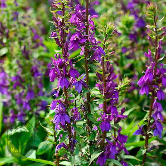 Lobelia Starship Blue Seeds