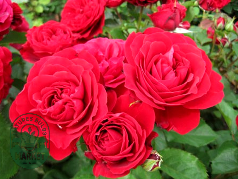 Look Good...Feel Better