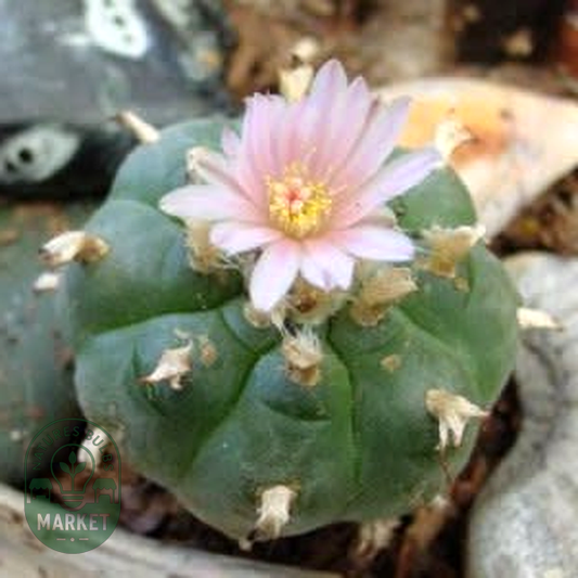 Lophophora williamsii – Peyote Cactus