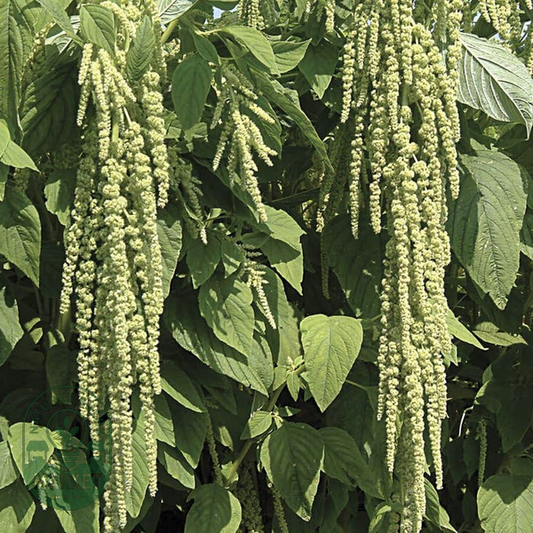 Love-Lies-Bleeding Green Amaranthus Seeds