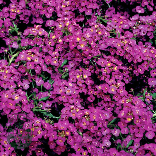 Love-Lies-Bleeding Red Amaranthus Seeds