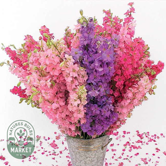 Lovers' Mix Organic Larkspur Seeds