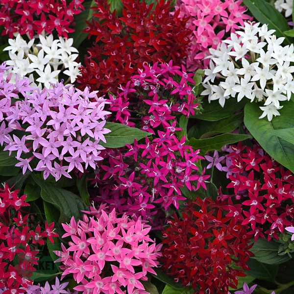 Lucky Star® Mixture Pentas Seeds