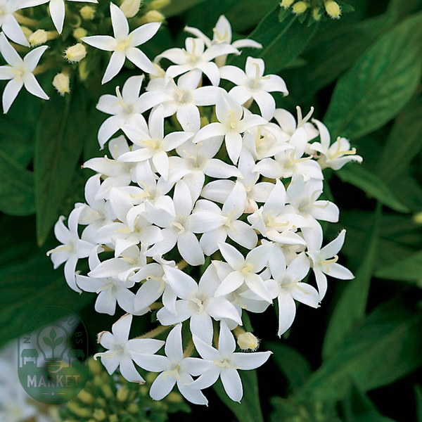 Lucky Star® White Pentas Seeds