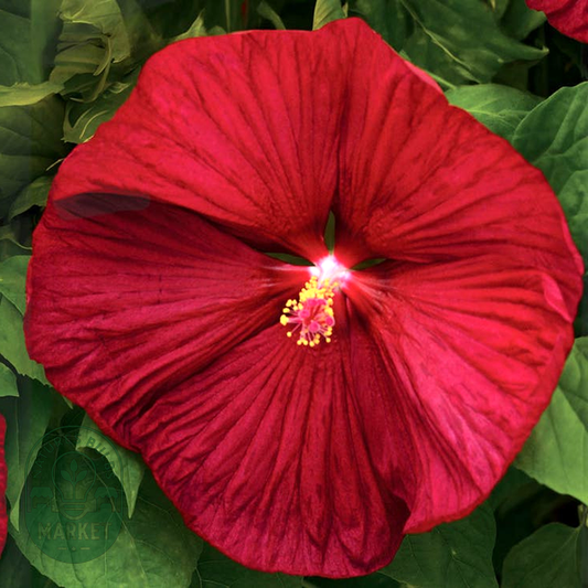 Luna™ Red Hibiscus Seeds