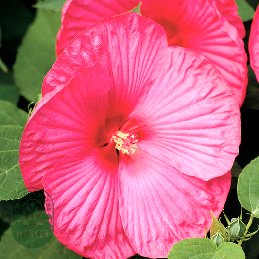 Luna™ Rose Hibiscus Seeds