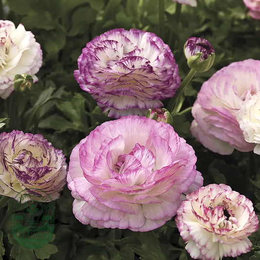 Mache™ Bicolor Mix Ranunculus Seeds