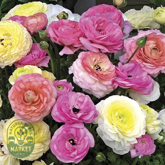 Maché™ Pastel Mix Ranunculus Seeds