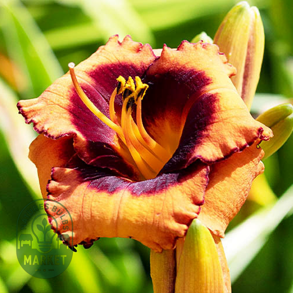 Madeline Nettles Eyes