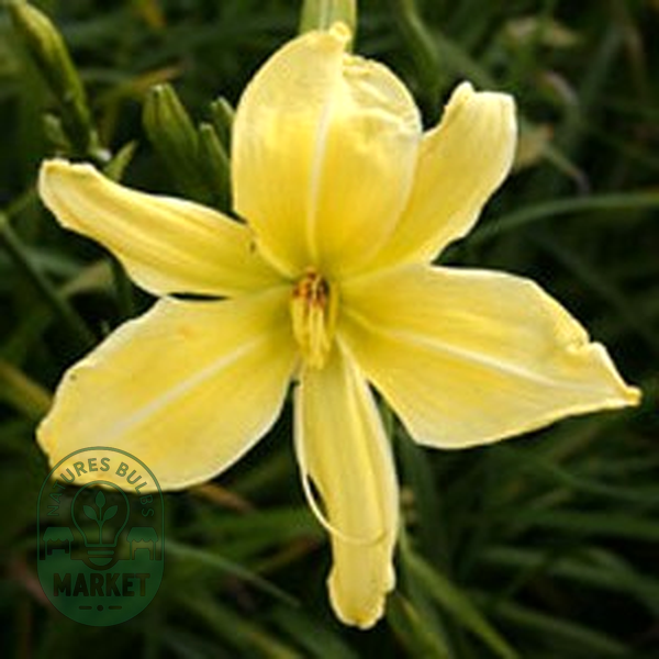 Mademoiselle Constanza