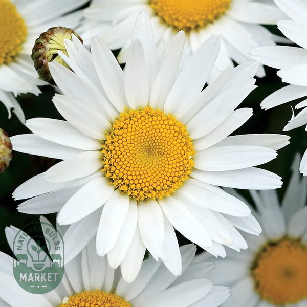 Madonna Shasta Daisy Seeds