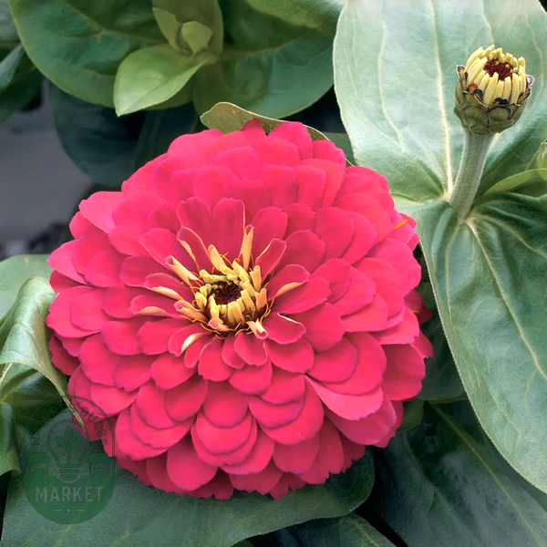 Magellan™ Cherry Zinnia Seeds