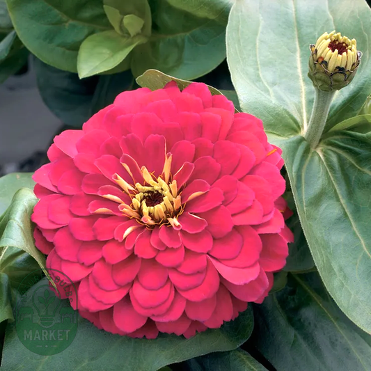 Magellan™ Cherry Zinnia Seeds
