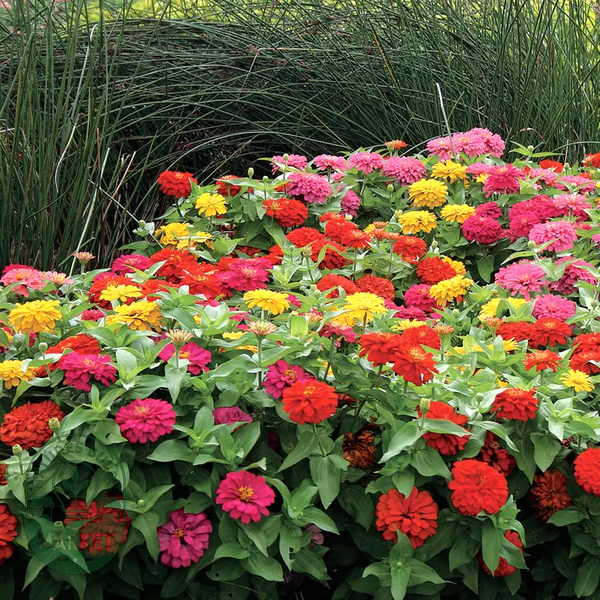 Magellan™ Mix Zinnia Seeds