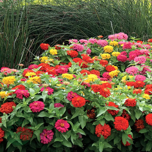 Magellan™ Mix Zinnia Seeds