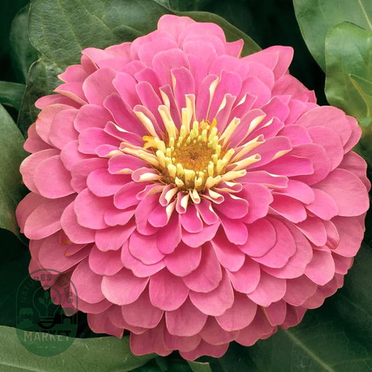 Magellan™ Pink Zinnia Seeds