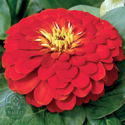 Magellan™ Scarlet Zinnia Seeds