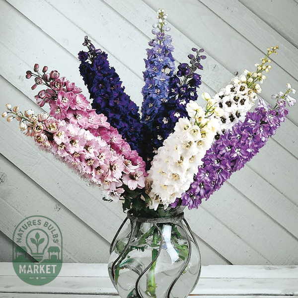 Magic Fountain Mix Delphinium Seeds