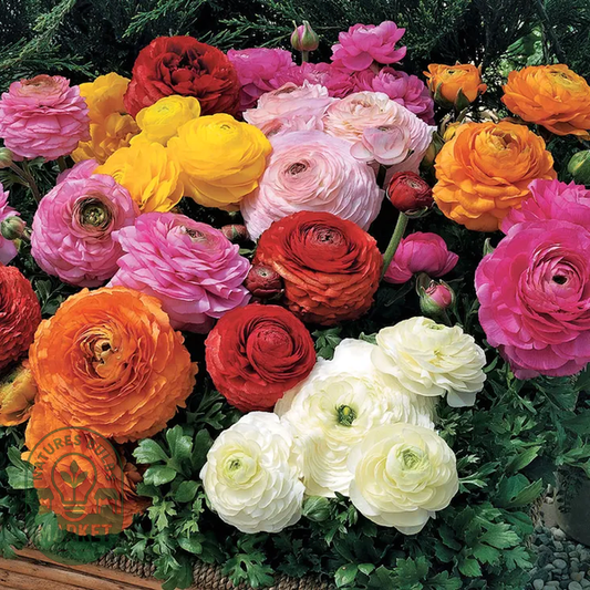 Magic™ Mix Ranunculus Seeds