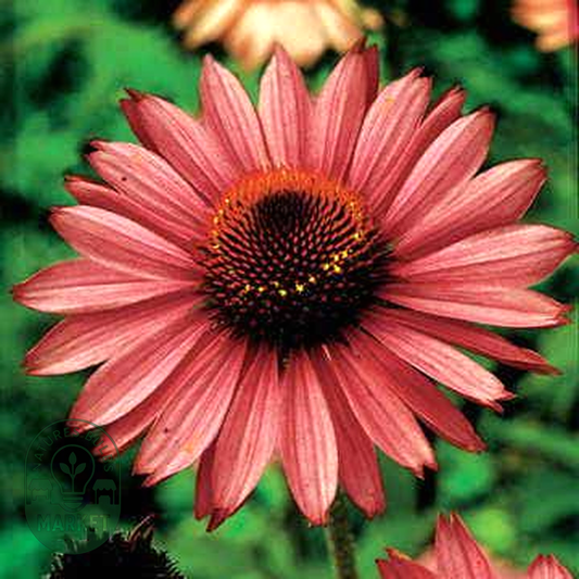 Magnus' Coneflower Seeds