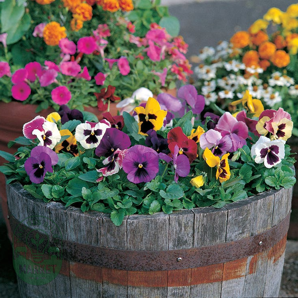 Majestic Giants II Mix Pansy Seeds