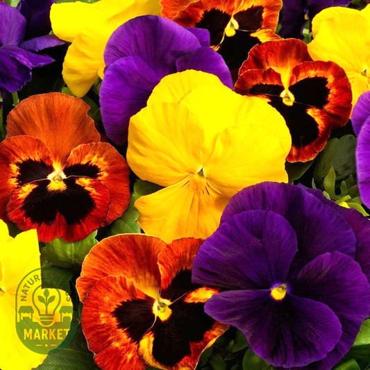 Majestic Giants ll Autumn Mix Pansy Seeds