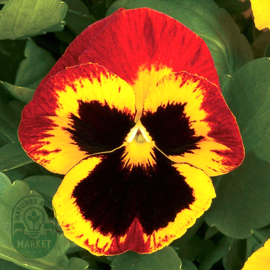 Majestic Giants ll Fire Hybrid Pansy Seeds