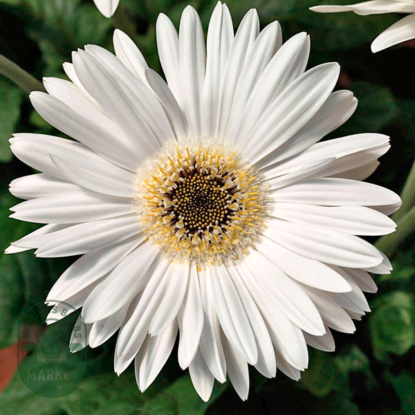 Majorette Bright White Dark Eye Gerbera Seeds