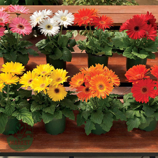 Majorette Hybrids Mix Gerbera Daisy Seeds