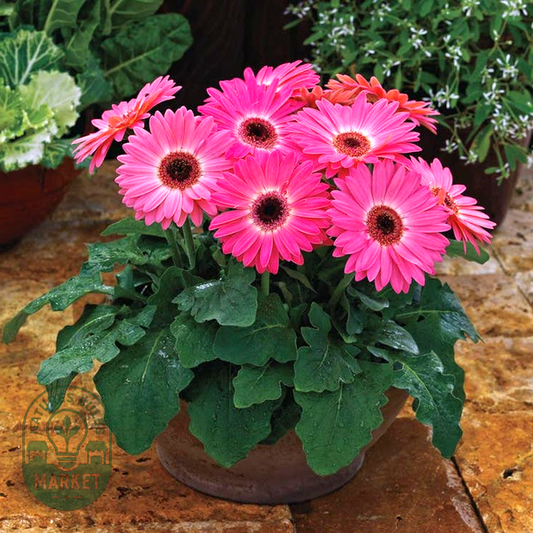 Majorette Pink Halo Gerbera Daisy Seeds