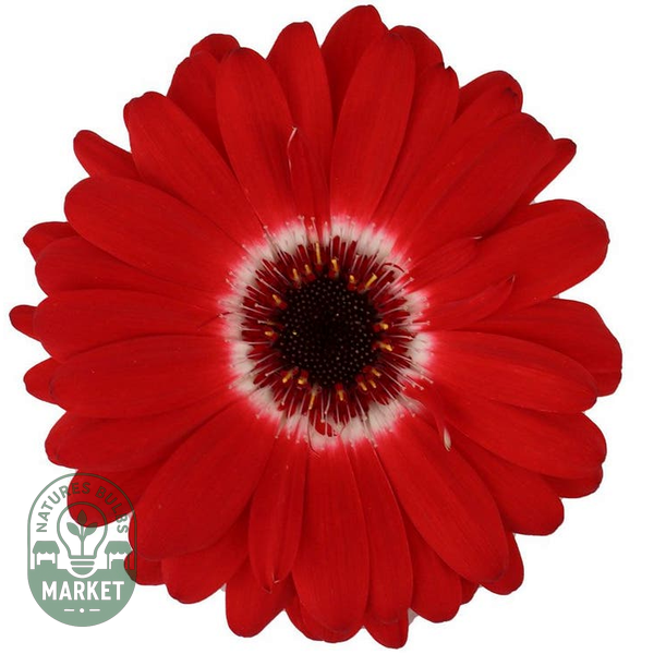 Majorette Red Bicolor Dark Eye Gerbera Seeds
