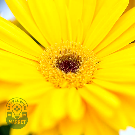 Majorette Yellow Dark Eye Gerbera Seeds