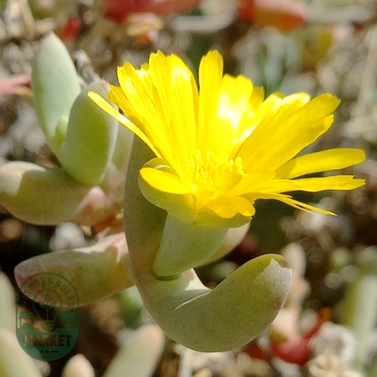 Malephora mollis