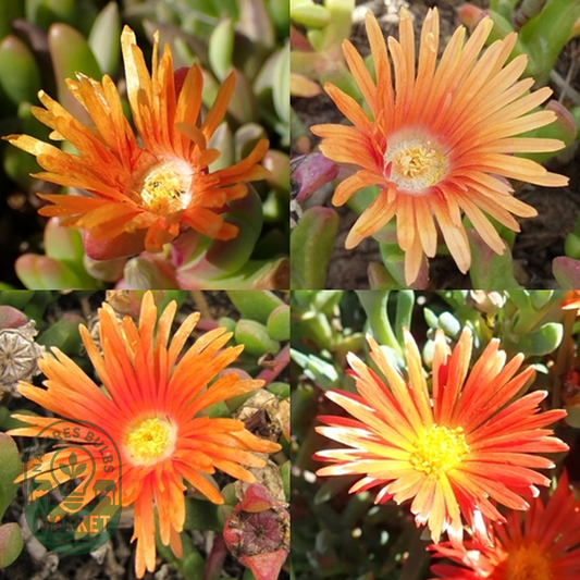 Malephora uitenhagensis