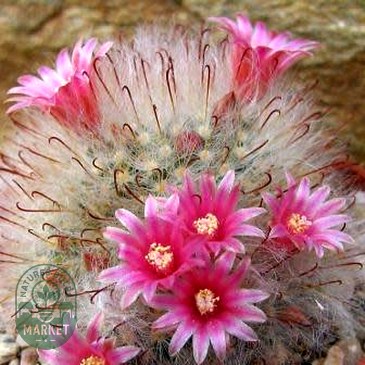 Mammillaria bocasana – Powder Puff Cactus, Snowball Cactus, Fishhooks