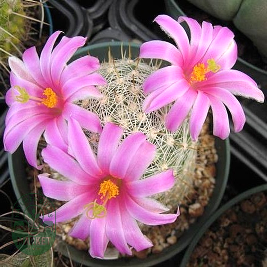 Mammillaria boolii