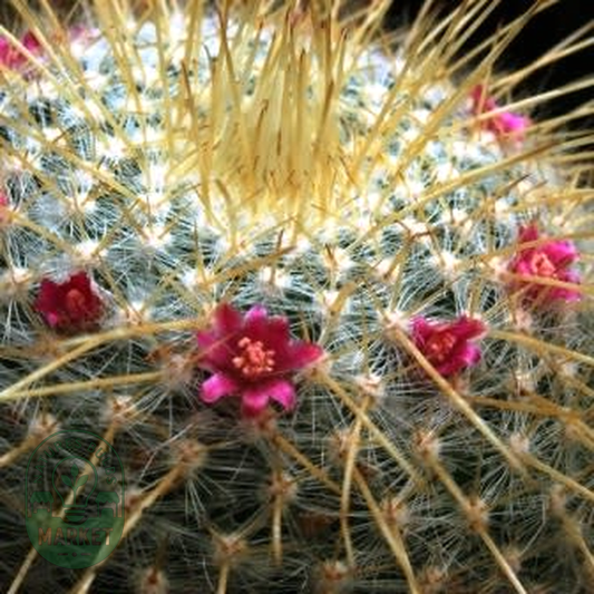 Mammillaria celsiana