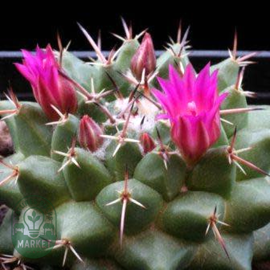 Mammillaria centricirrha
