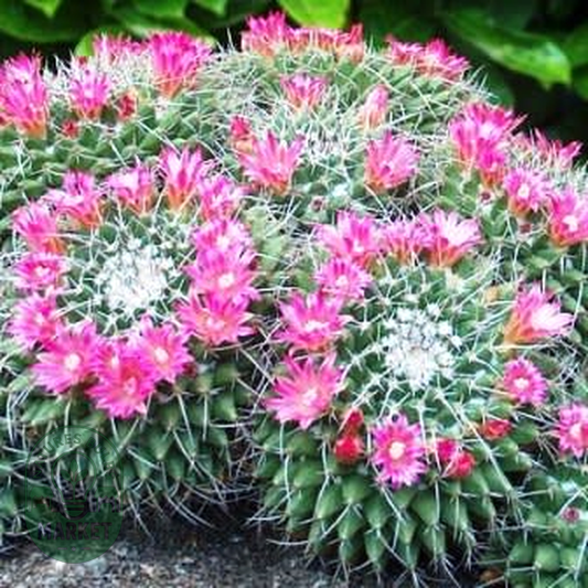 Mammillaria compressa
