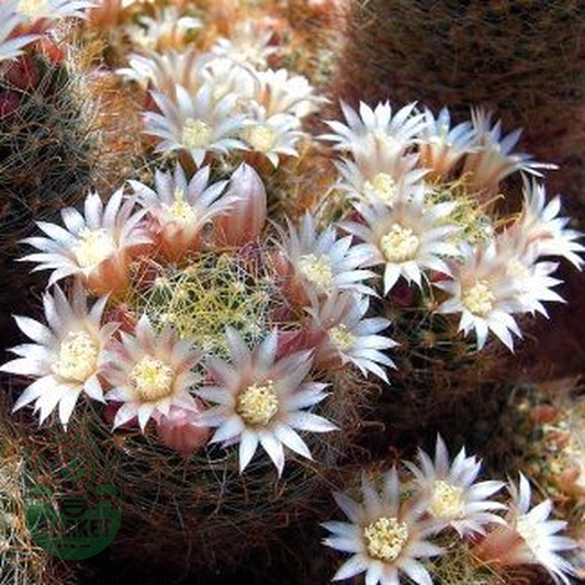 Mammillaria crinita