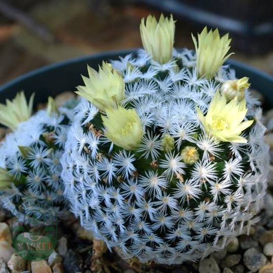 Mammillaria duwei