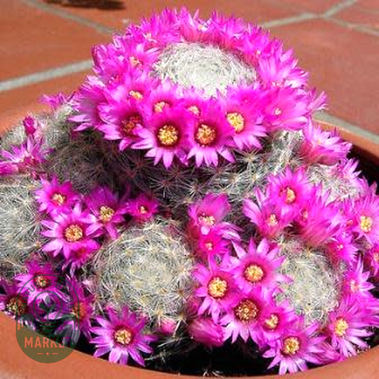 Mammillaria elegans