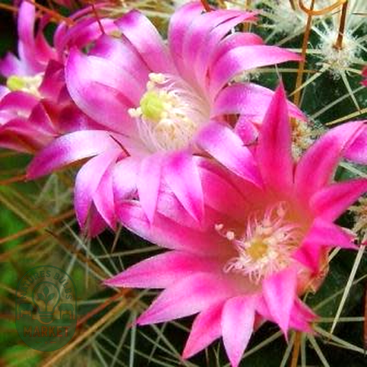 Mammillaria magnifica