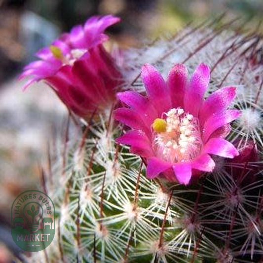 Mammillaria matudae
